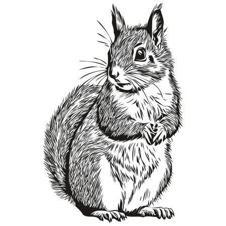 Illustration for Vintage engrave isolated squirrel illustration cut ink sketch baby squirrel - Royalty Free Image
