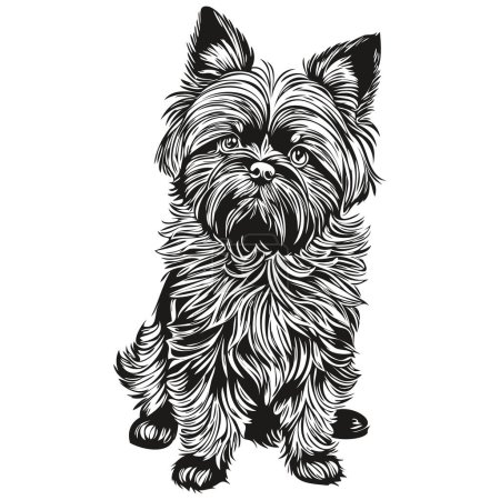 Ilustración de Affenpinscher perro grabado vector retrato, dibujo de la cara de la vendimia de dibujos animados en blanco y negro dibujo del boceto - Imagen libre de derechos