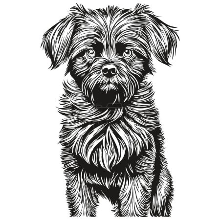 Ilustración de Affenpinscher perro cara vector retrato, divertido contorno mascota ilustración fondo blanco realista raza mascota - Imagen libre de derechos