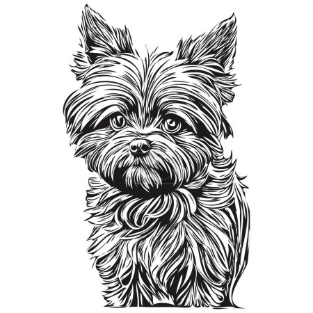 Ilustración de Affenpinscher perro cabeza línea dibujo vector, ilustración dibujada a mano con fondo transparente - Imagen libre de derechos
