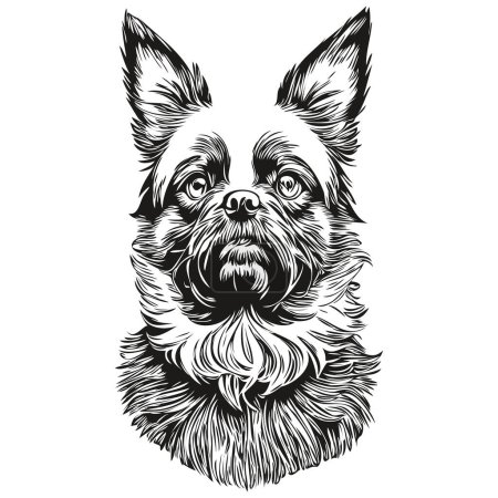 Ilustración de Affenpinscher perro boceto ilustración, grabado en blanco y negro vector realista raza mascota - Imagen libre de derechos