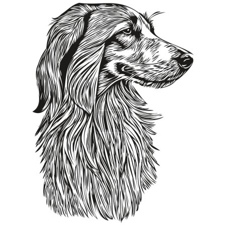 Illustration for Afghan Hound dog portrait in vector, animal hand drawing for tattoo or tshirt print illustration realistic breed pet - Royalty Free Image