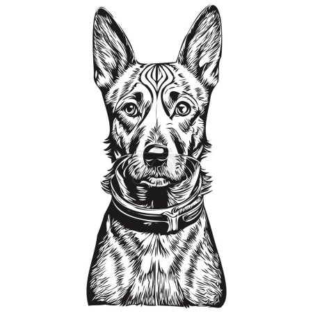 American Hairless Terrier dog head line drawing vector,hand drawn illustration with transparent background