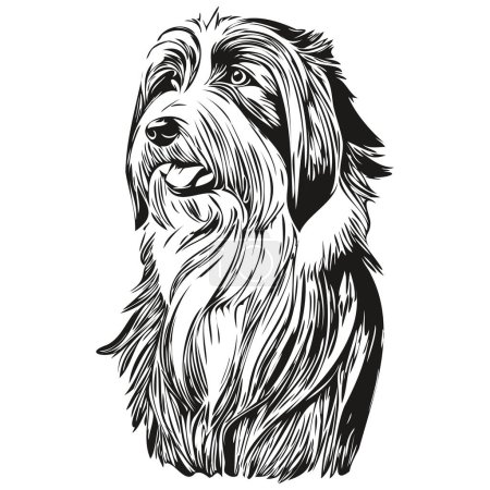 Téléchargez les photos : Barbe Collie chien gravé portrait vectoriel, visage dessin animé vintage en noir et blanc croquis dessin - en image libre de droit