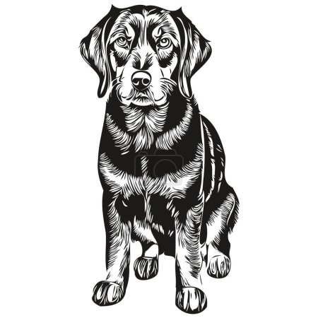 Chien noir et Tan Coonhound crayon dessin à la main vecteur, illustration contour animal visage logo noir et blanc animal de compagnie de race réaliste