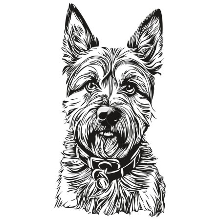 Border Terrier dog vector face drawing portrait, sketch vintage style transparent background sketch drawing