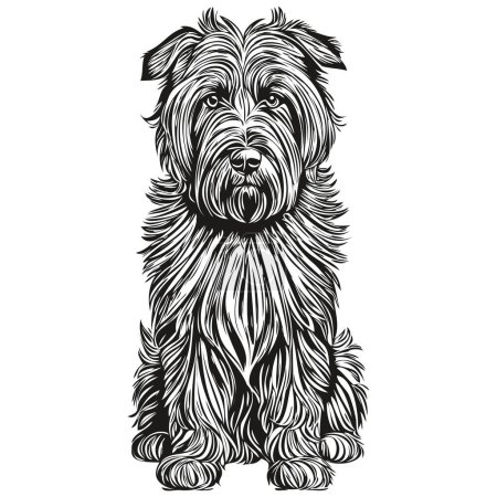 Illustration for Briard dog isolated drawing on white background, head pet line illustration sketch drawing - Royalty Free Image