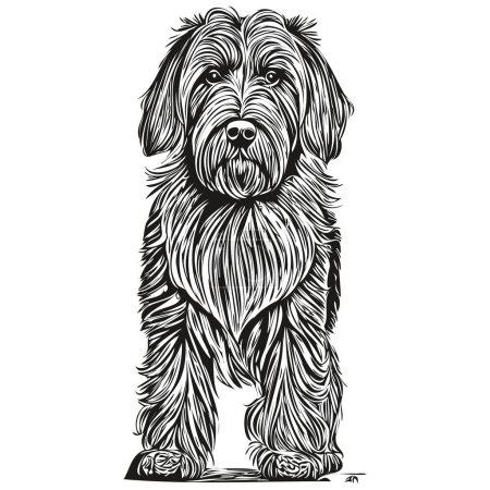 Illustration for Briard dog portrait in vector, animal hand drawing for tattoo or tshirt print illustration - Royalty Free Image
