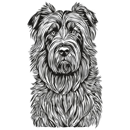 Illustration for Briard dog realistic pet illustration, hand drawing face black and white vector sketch drawing - Royalty Free Image