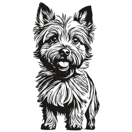 Illustration for Cairn Terrier dog face vector portrait, funny outline pet illustration white background - Royalty Free Image