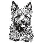 Cairn Terrier dog outline pencil drawing artwork, black character on white background realistic breed pet