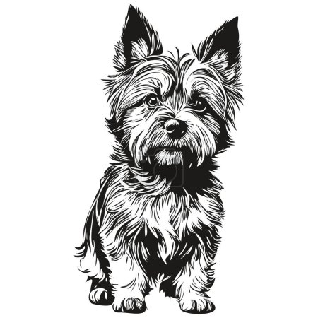 Illustration for Cairn Terrier dog pet sketch illustration, black and white engraving vector realistic pet silhouette - Royalty Free Image