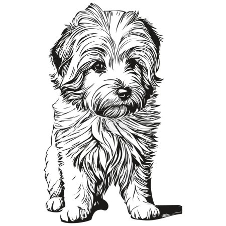 Ilustración de Coton de Tulear perro negro dibujo vector, cara aislada pintura boceto línea ilustración boceto dibujo - Imagen libre de derechos