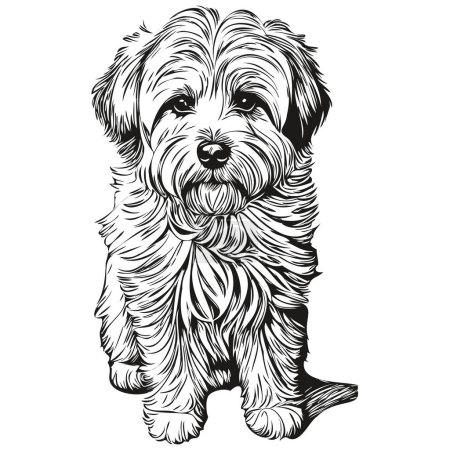 Ilustración de Coton de Tulear perro raza línea dibujo, clip arte animal mano dibujo vector blanco y negro realista mascota silueta - Imagen libre de derechos