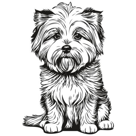 Ilustración de Coton de Tulear perro cabeza línea dibujo vector, ilustración dibujada a mano con fondo transparente - Imagen libre de derechos