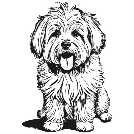 Ilustración de Dibujo de boceto de tinta de perro Coton de Tulear, tatuaje vintage o impresión de camiseta vector blanco y negro silueta realista para mascotas - Imagen libre de derechos