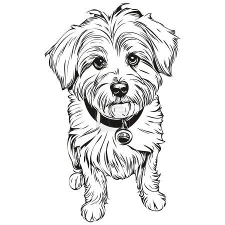 Ilustración de Coton de Tulear perro aislado dibujo sobre fondo blanco, cabeza mascota línea ilustración realista raza mascota - Imagen libre de derechos