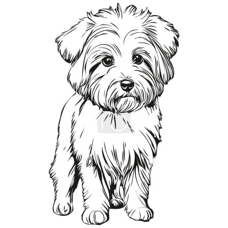 Ilustración de Coton de Tulear perro aislado dibujo sobre fondo blanco, cabeza mascota línea ilustración realista mascota silueta - Imagen libre de derechos