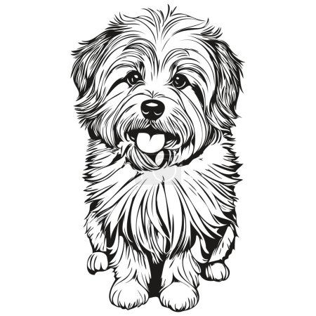 Ilustración de Coton de Tulear ilustración de línea de perro, retrato de cara de boceto de tinta en blanco y negro en silueta de mascota realista vector - Imagen libre de derechos