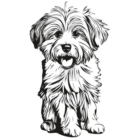 Ilustración de Coton de Tulear perro contorno lápiz dibujo ilustraciones, carácter negro sobre fondo blanco carácter perro ilustración - Imagen libre de derechos