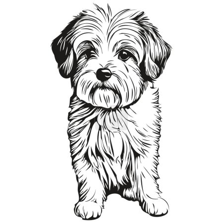 Ilustración de Coton de Tulear perro lápiz mano dibujo vector, contorno ilustración mascota cara logo negro y blanco realista mascota silueta - Imagen libre de derechos