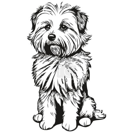 Ilustración de Coton de Tulear ilustración de boceto de mascota perro, grabado en blanco y negro vector listo camiseta impresión - Imagen libre de derechos