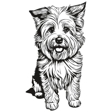 Ilustración de Coton de Tulear perro dibujo de la mascota ilustración, grabado en blanco y negro vector realista raza mascota - Imagen libre de derechos