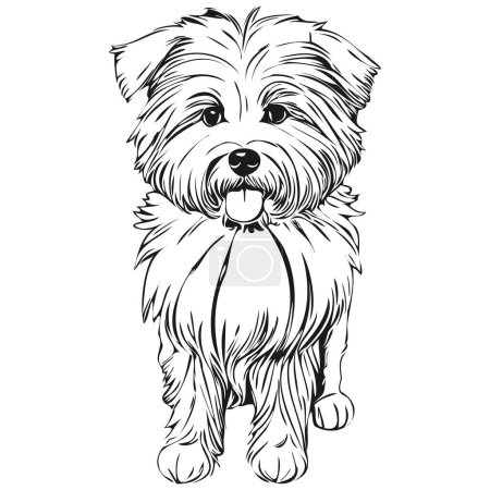 Ilustración de Coton de Tulear perro silueta mascota carácter, clip arte vector mascotas dibujo blanco y negro boceto dibujo - Imagen libre de derechos