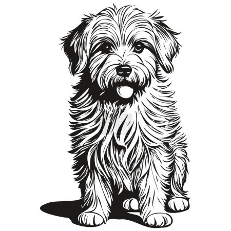 Ilustración de Coton de Tulear perro vector cara dibujo retrato, bosquejo vintage estilo transparente fondo realista raza mascota - Imagen libre de derechos