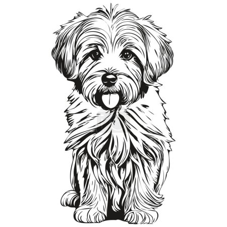 Ilustración de Gráficos vectoriales para perros Coton de Tulear, dibujo dibujado a mano de la ilustración de la línea animal del lápiz - Imagen libre de derechos