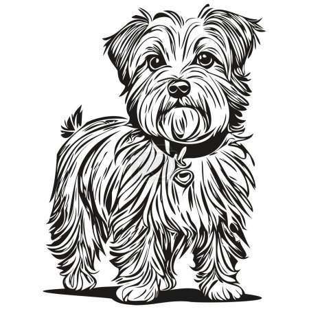 Illustration for Dandie Dinmont Terriers dog vector graphics, hand drawn pencil animal line illustration realistic breed pet - Royalty Free Image