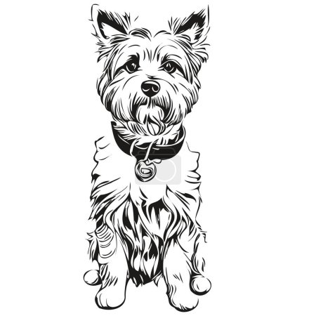 Illustration for Dandie Dinmont Terriers dog vector graphics, hand drawn pencil animal line illustration - Royalty Free Image
