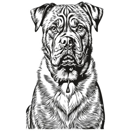 Illustration for Dogue de Bordeaux dog black drawing vector, isolated face painting sketch line illustration sketch drawing - Royalty Free Image