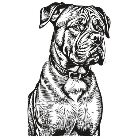 Illustration for Dogue de Bordeaux dog breed line drawing, clip art animal hand drawing vector black and white realistic breed pet - Royalty Free Image