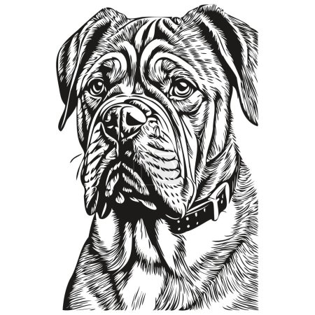 Illustration for Dogue de Bordeaux dog black drawing vector, isolated face painting sketch line illustration realistic breed pet - Royalty Free Image