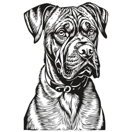 Ilustración de Dogue de Bordeaux perro grabado vector retrato, dibujo de la cara de la vendimia de dibujos animados en blanco y negro dibujo del boceto - Imagen libre de derechos