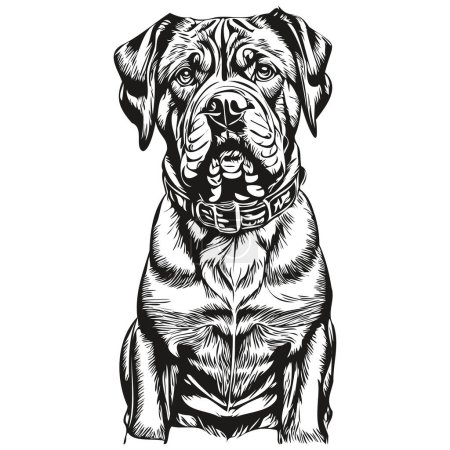 Illustration for Dogue de Bordeaux dog cartoon face ink portrait, black and white sketch drawing, tshirt print sketch drawing - Royalty Free Image