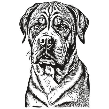 Illustration for Dogue de Bordeaux dog breed line drawing, clip art animal hand drawing vector black and white sketch drawing - Royalty Free Image