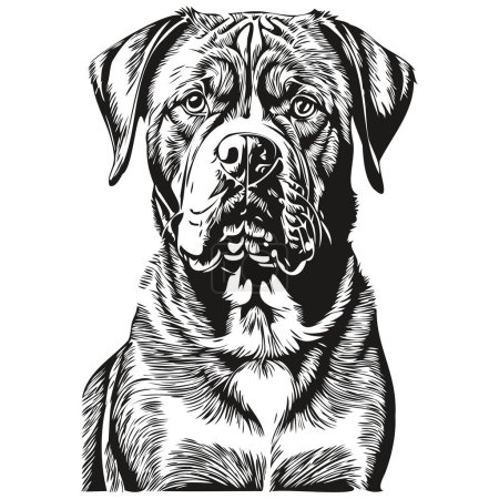 Ilustración de Dogue de Bordeaux perro cara vector retrato, esquema divertido mascota ilustración fondo blanco dibujo - Imagen libre de derechos