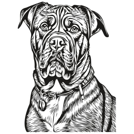 Illustration for Dogue de Bordeaux dog face vector portrait, funny outline pet illustration white background realistic breed pet - Royalty Free Image