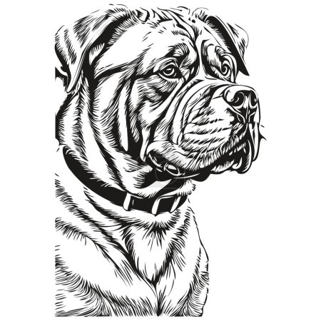 Illustration for Dogue de Bordeaux dog hand drawn logo drawing black and white line art pets illustration realistic breed pet - Royalty Free Image