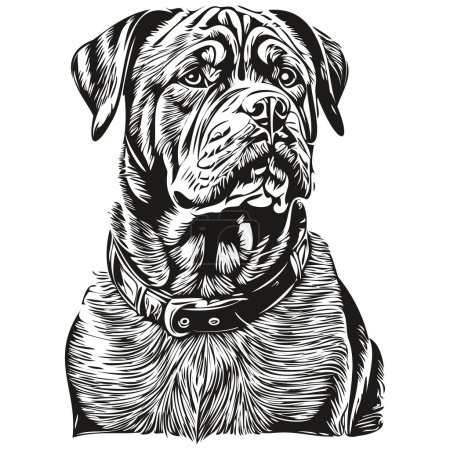 Ilustración de Dogue de Bordeaux perro cabeza línea dibujo vector, ilustración dibujada a mano con fondo transparente - Imagen libre de derechos