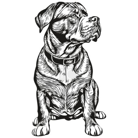 Illustration for Dogue de Bordeaux dog ink sketch drawing, vintage tattoo or t shirt print black and white vector - Royalty Free Image