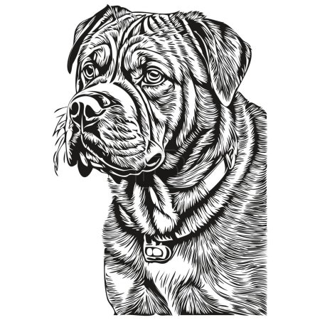 Illustration for Dogue de Bordeaux dog line illustration, black and white ink sketch face portrait in vector - Royalty Free Image
