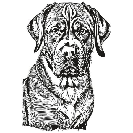 Ilustración de Dogue de Bordeaux perro dibujo aislado sobre fondo blanco, ilustración de la línea de mascotas cabeza - Imagen libre de derechos