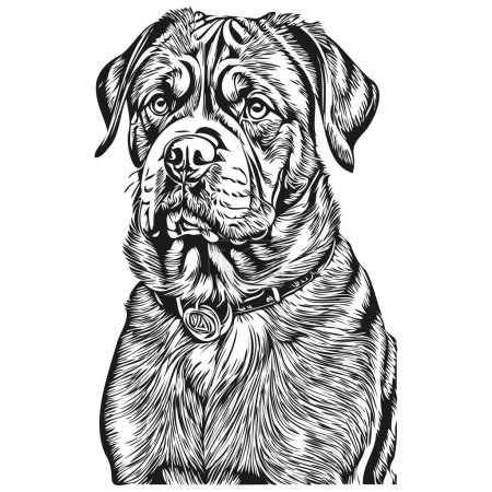 Ilustración de Dogue de Bordeaux ilustración de línea de perro, retrato de cara de boceto de tinta en blanco y negro en dibujo de boceto vectorial - Imagen libre de derechos