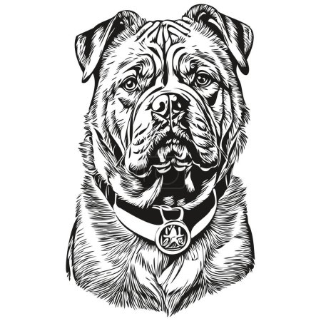 Illustration for Dogue de Bordeaux dog logo vector black and white, vintage cute dog head engraved realistic breed pet - Royalty Free Image