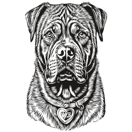 Illustration for Dogue de Bordeaux dog pet silhouette, animal line illustration hand drawn black and white vector - Royalty Free Image