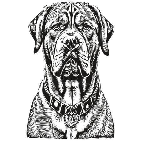 Illustration for Dogue de Bordeaux dog pet sketch illustration, black and white engraving vector sketch drawing - Royalty Free Image
