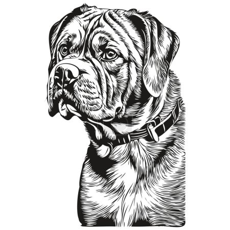 Ilustración de Dogue de Burdeos perro dibujo de la mascota ilustración, grabado en blanco y negro vector realista raza mascota - Imagen libre de derechos